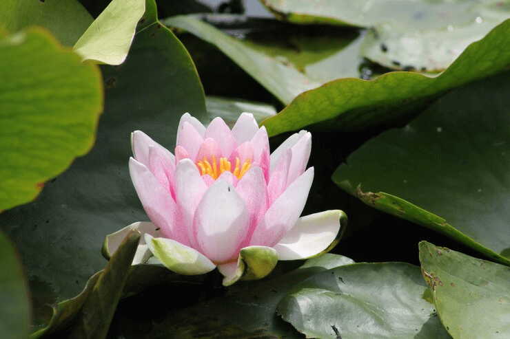 national flower lotus