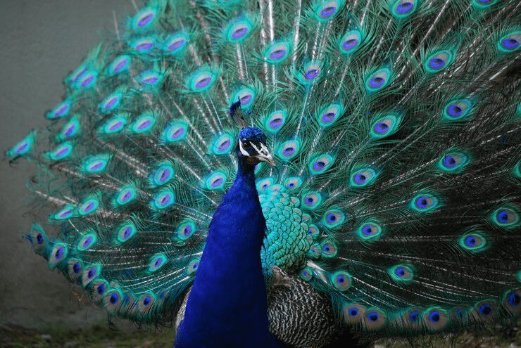 national bird peafowl