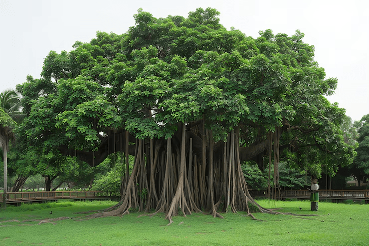 banyan tree national tree