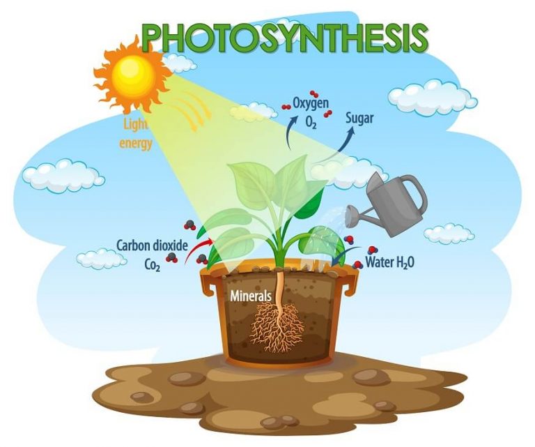 Unveiling the Marvels of Photosynthesis: Nature's Magical Food-making ...