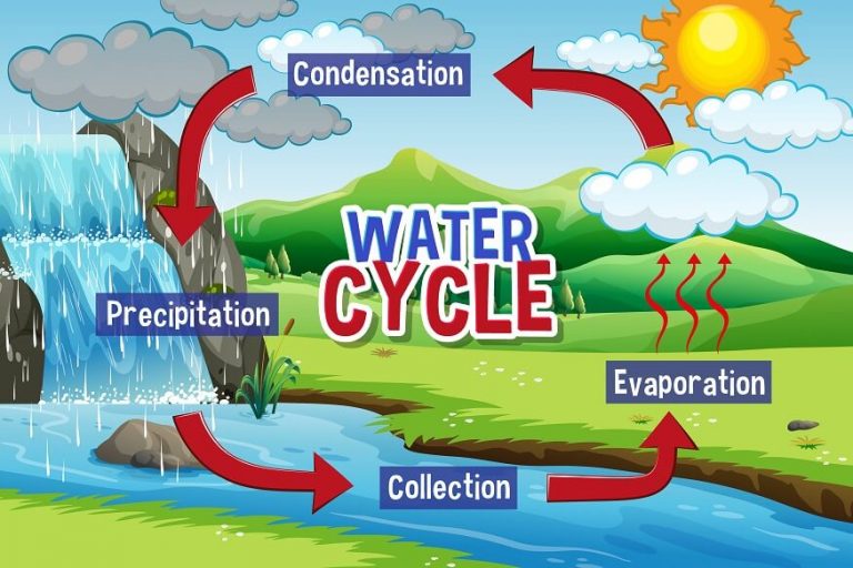 Water Cycle for Kids: Process, Stages & Facts