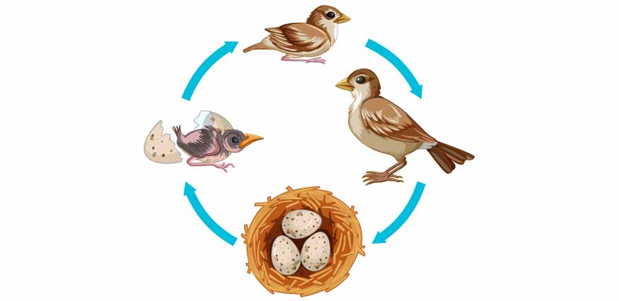 bird-life-cycle