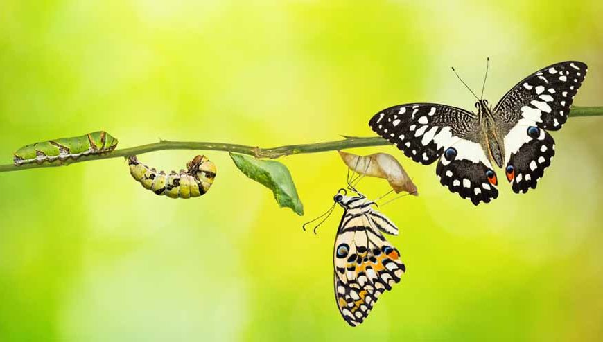 butterfly-life-cycle