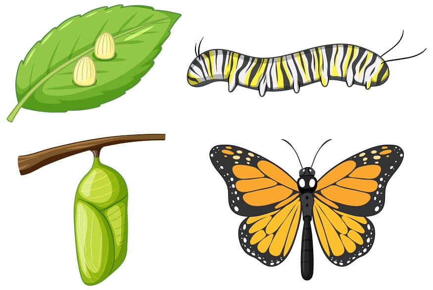 Butterfly Life Cycle Activities: Explore Metamorphosis Up Close