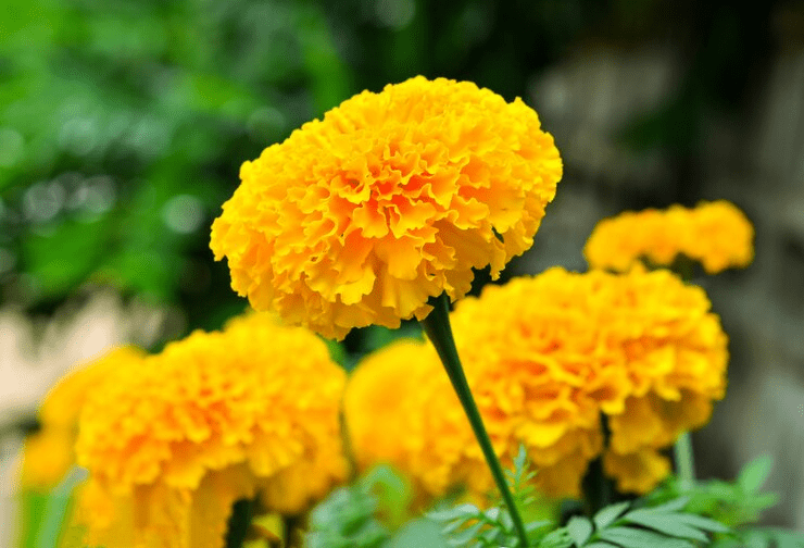 marigold