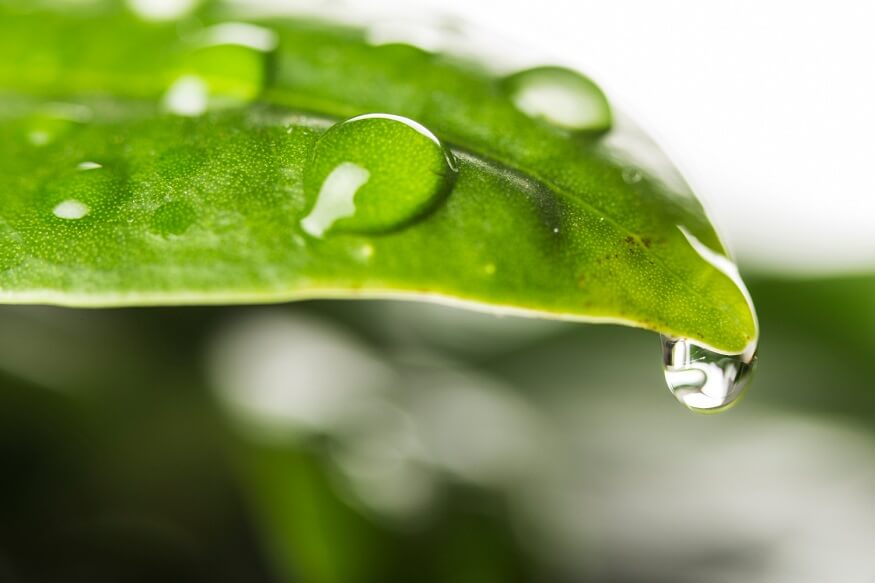 how-water-travels-through-leaves
