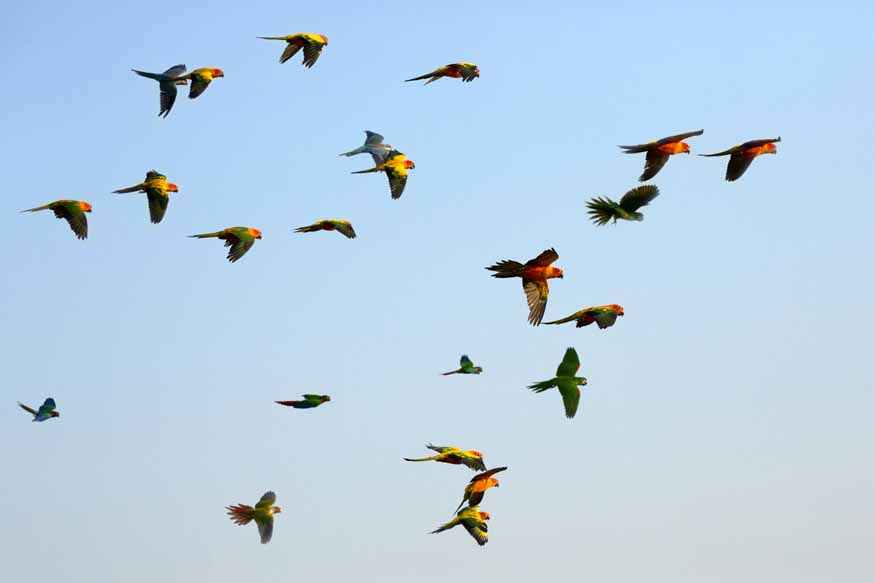 birds-and-migration