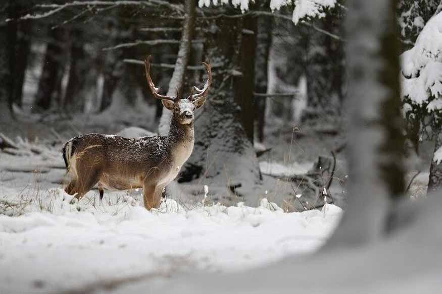 animals-in-snowy-environments