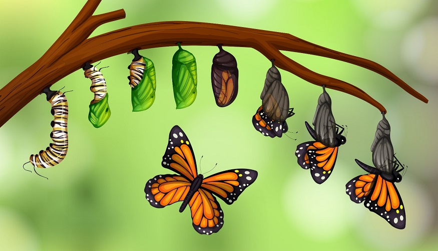Free Printable: Life Cycle of a Butterfly