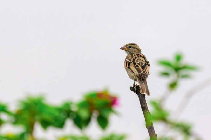 world-sparrow-day