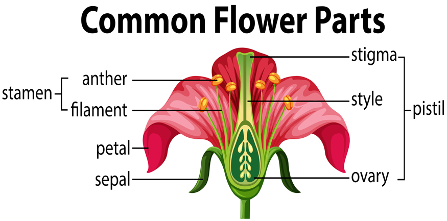 parts-of-flower