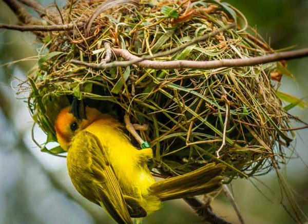 bird-nests