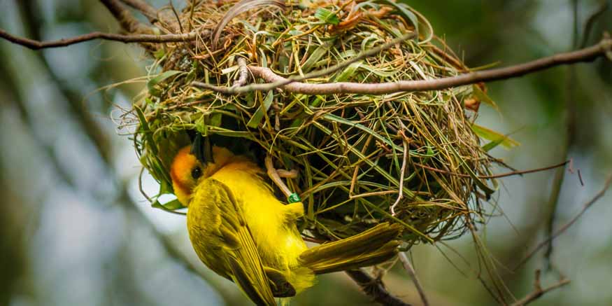 The Fascinating World of Bird Nests | EuroKids