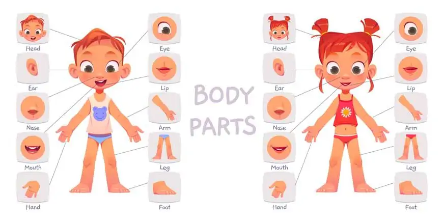 facts-about-human-body